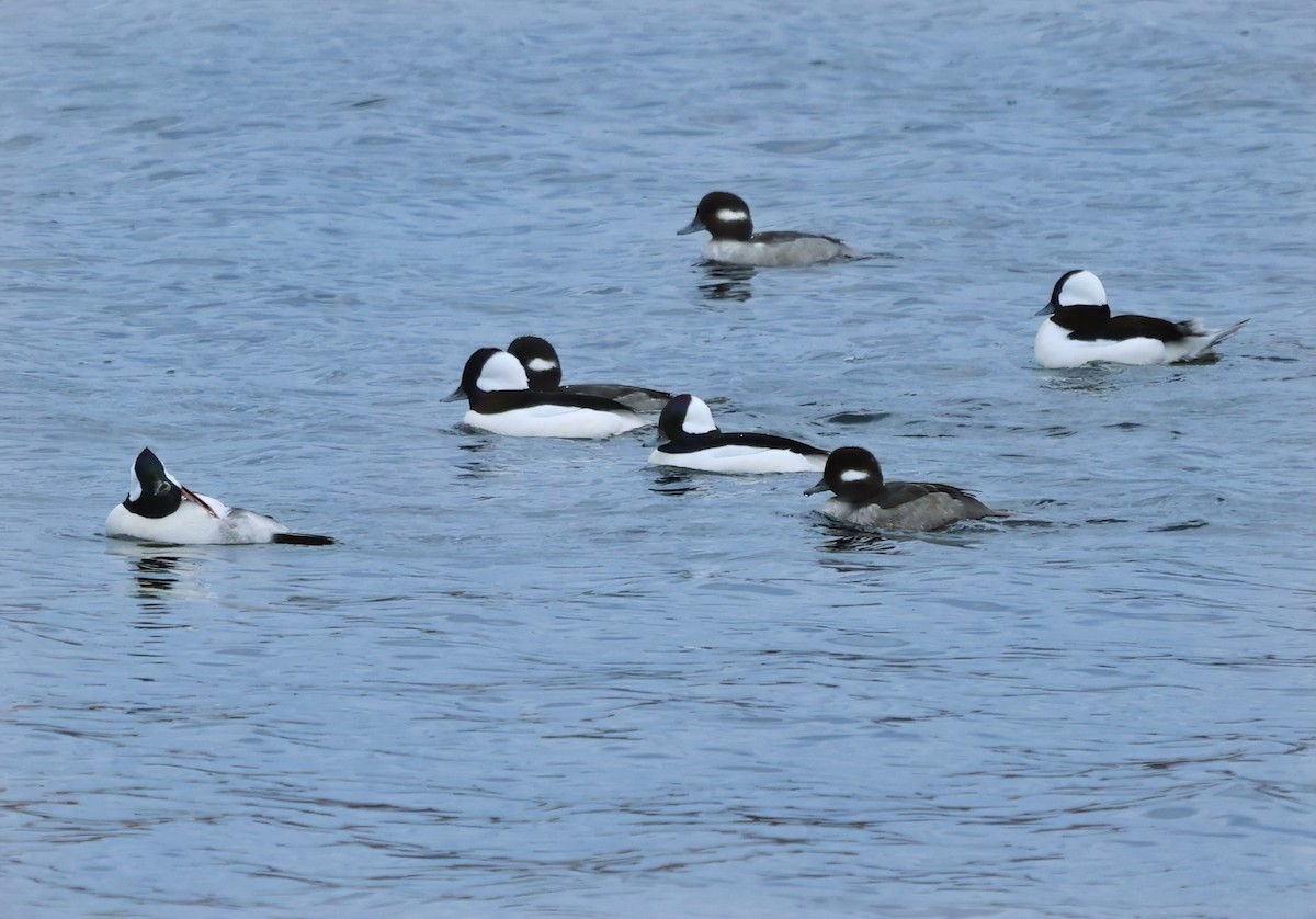 Bufflehead - ML645895659