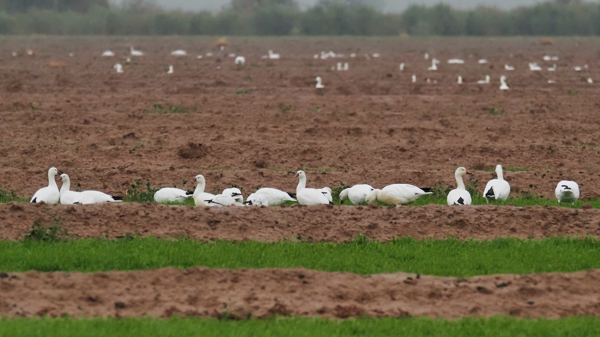 Ross's Goose - ML645895673