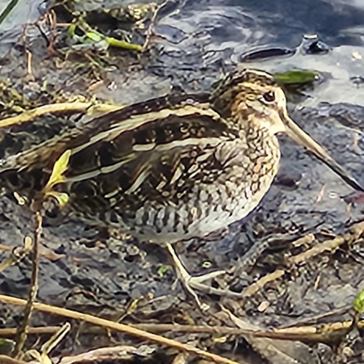 Wilson's Snipe - ML645895675