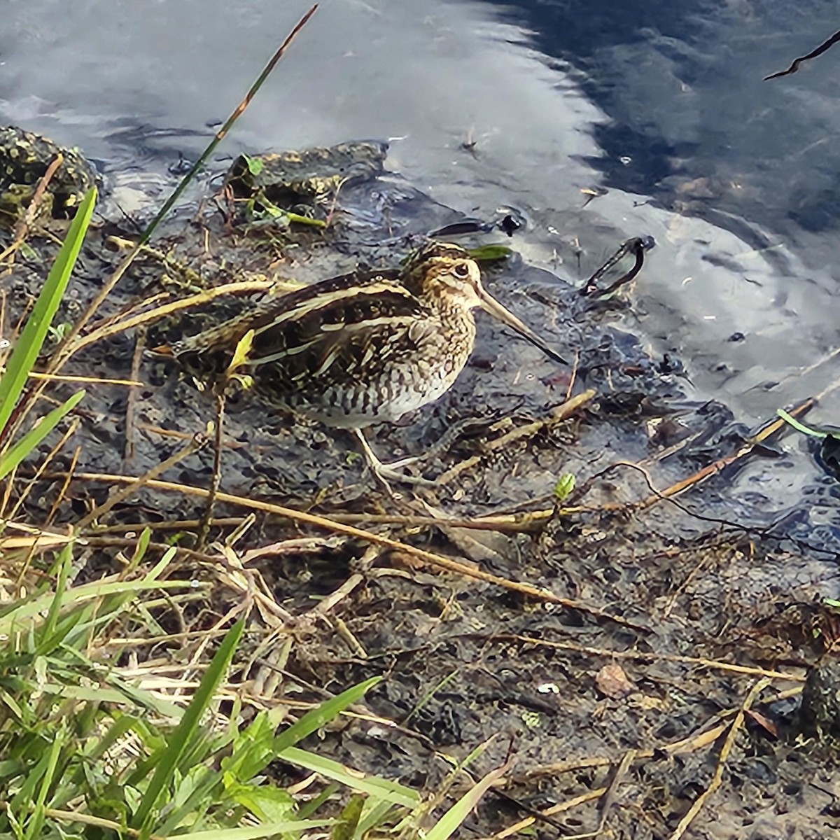 Wilson's Snipe - ML645895676