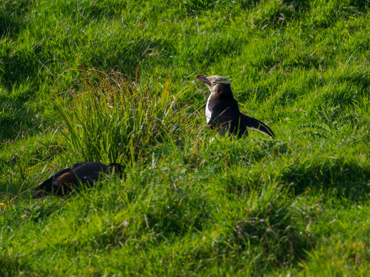 tučňák žlutooký - ML645895686