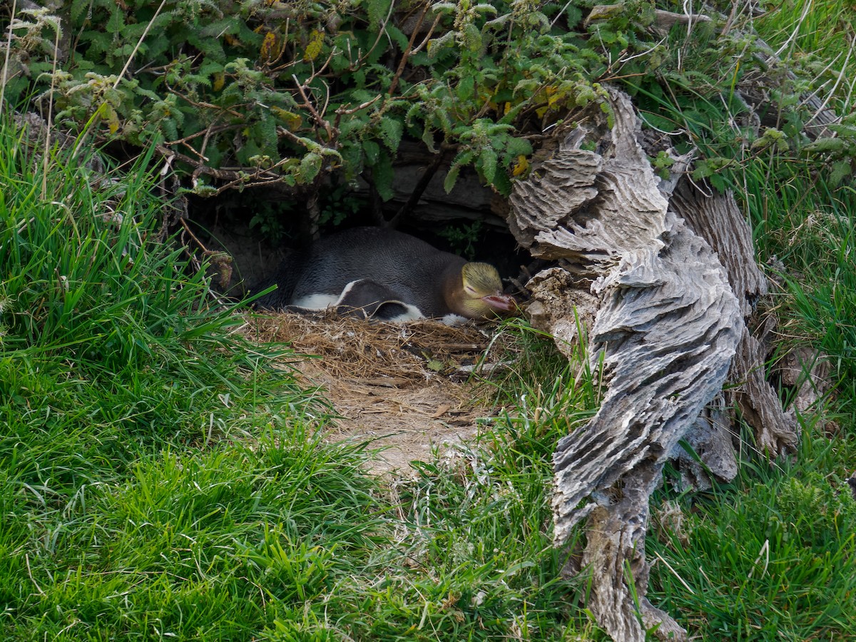 tučňák žlutooký - ML645895704