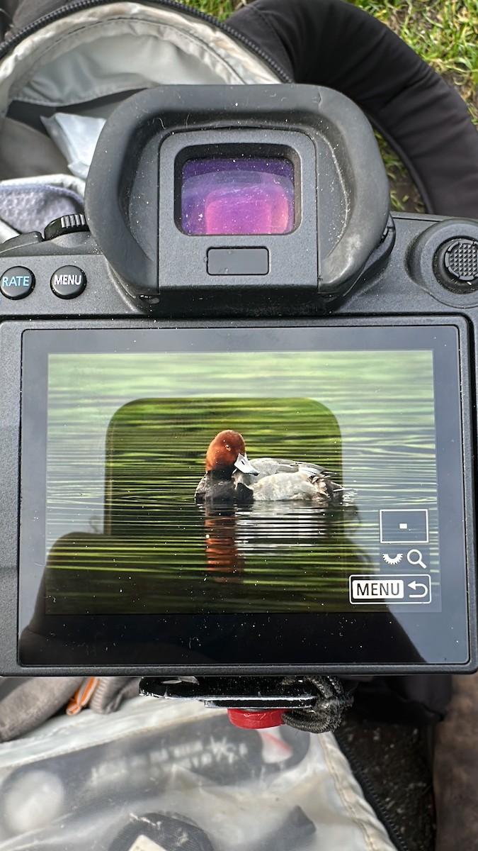 Redhead - ML645895715