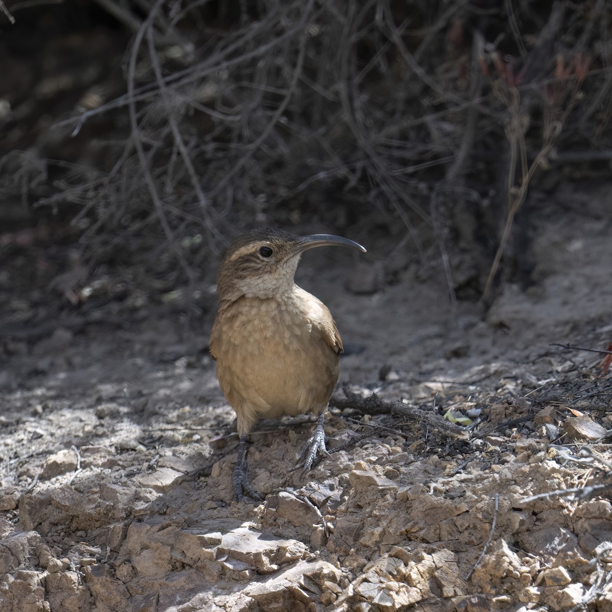 White-throated Earthcreeper - ML645895718
