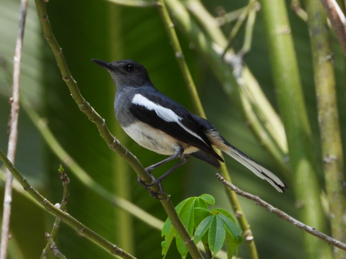 Oriental Magpie-Robin - ML645895720