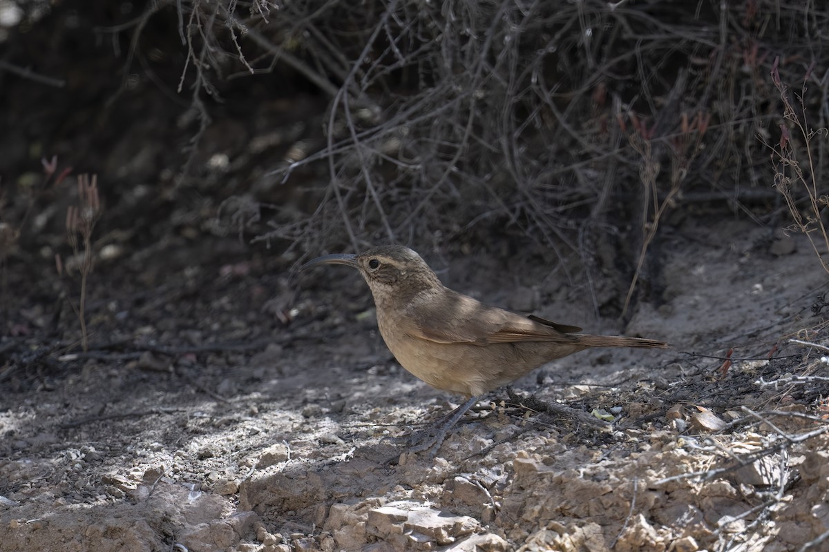 White-throated Earthcreeper - ML645895721