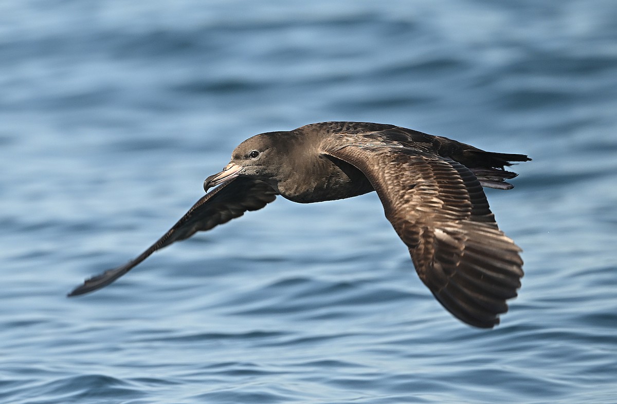 肉足水薙鳥 - ML645895722