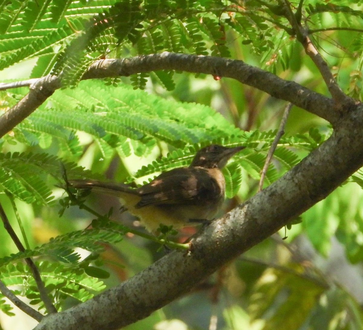 Streak-eared Bulbul - ML645895723