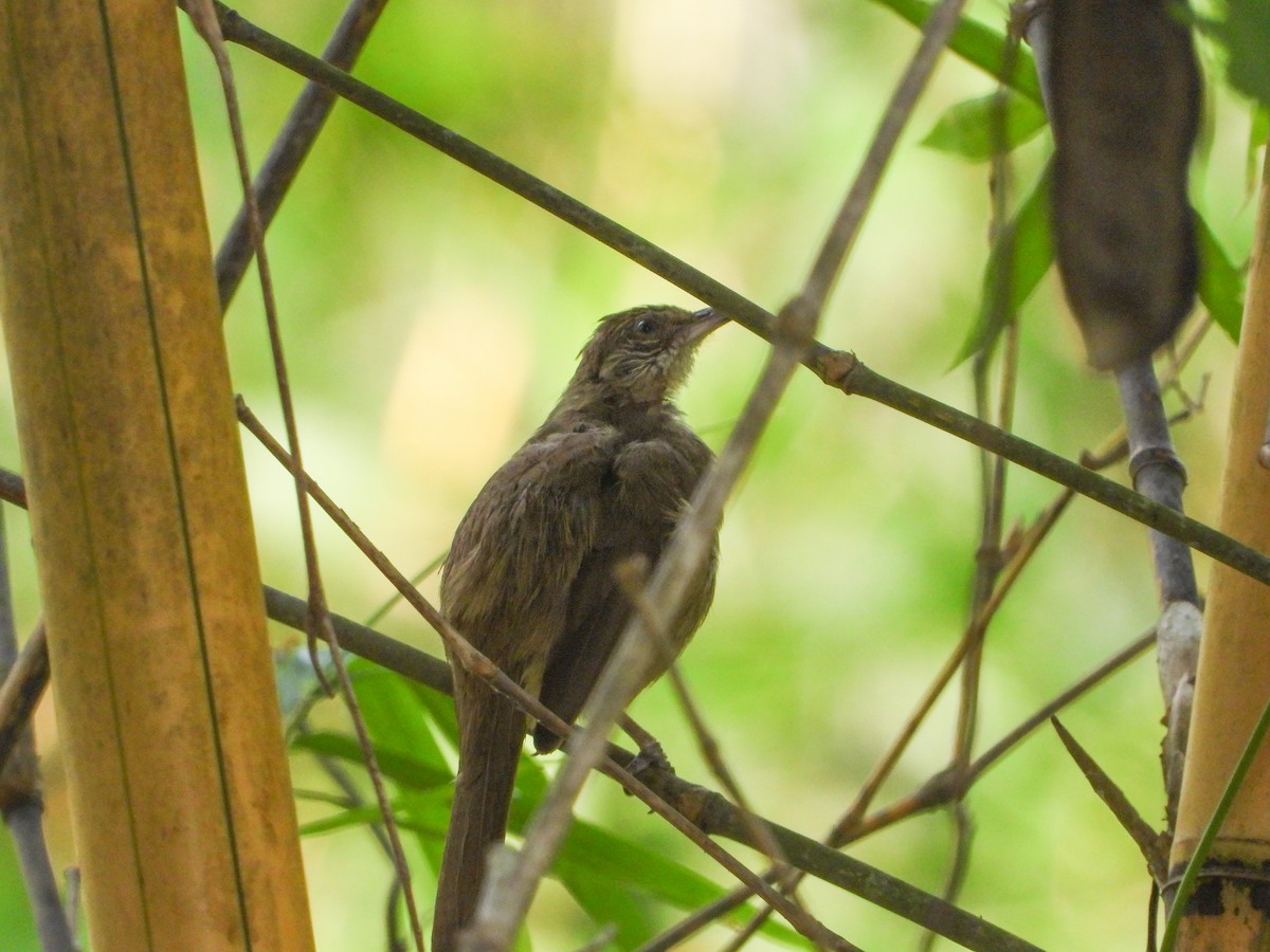 Streak-eared Bulbul - ML645895724