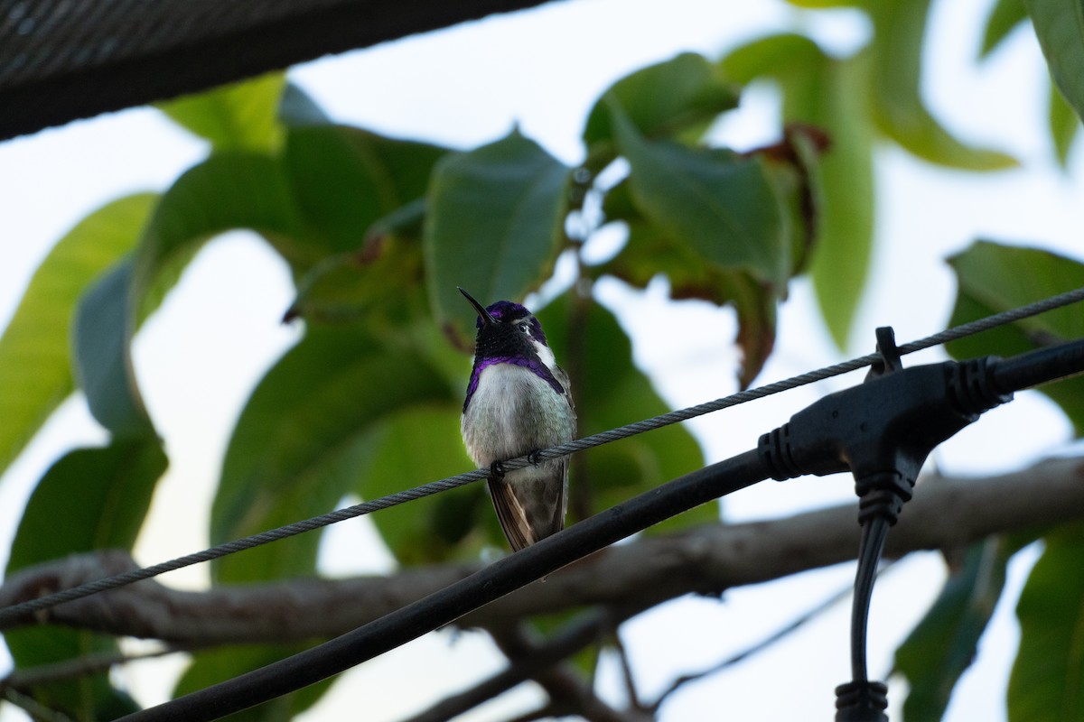 Costa's Hummingbird - ML645895757