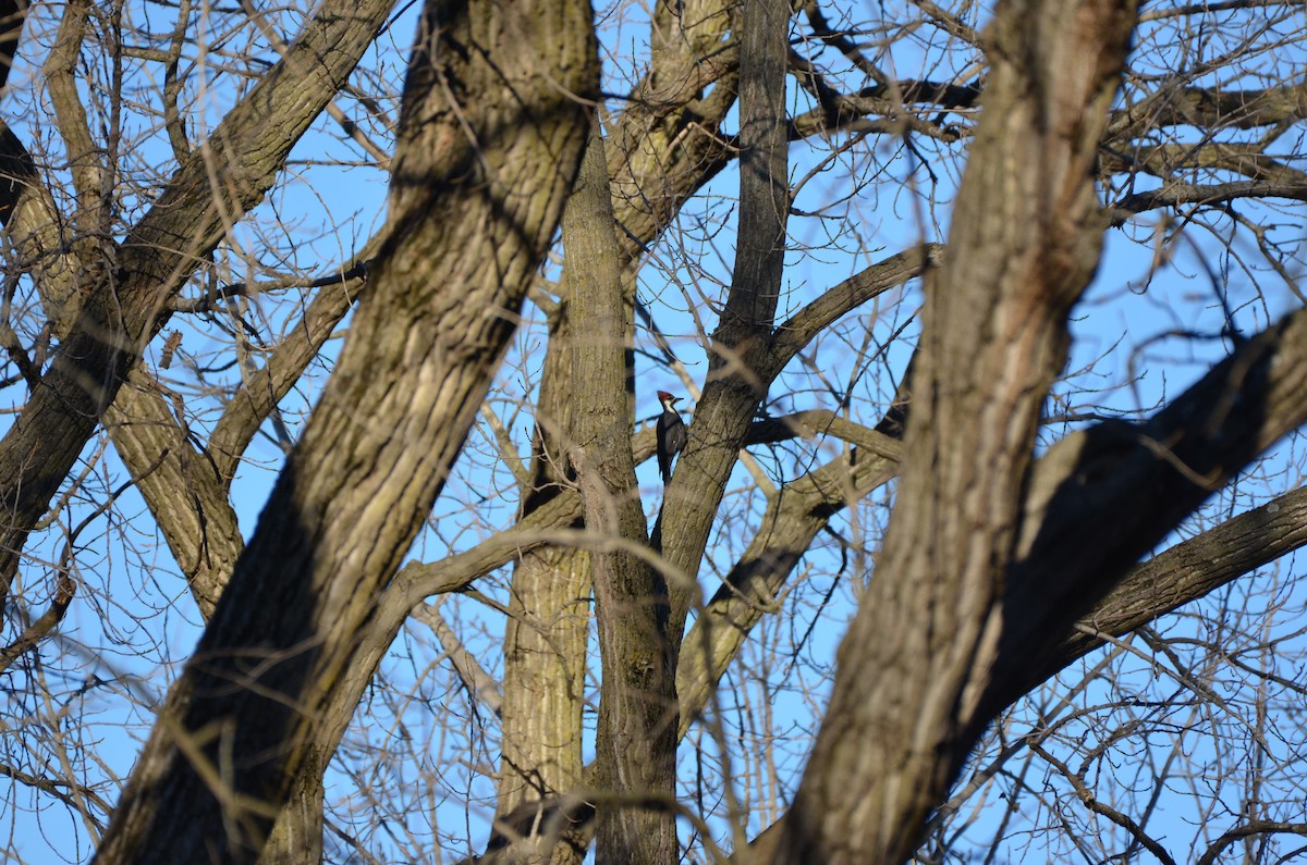 Pileated Woodpecker - ML645895758