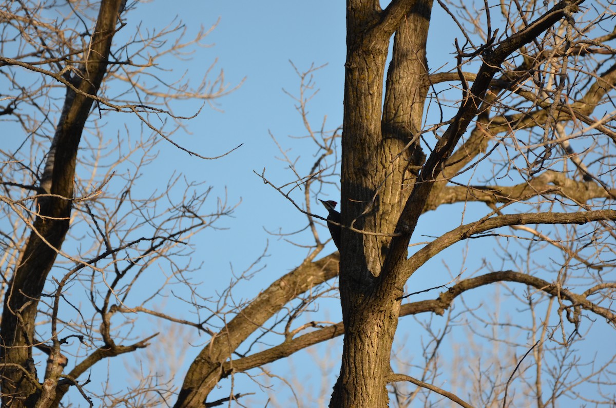 Pileated Woodpecker - ML645895760
