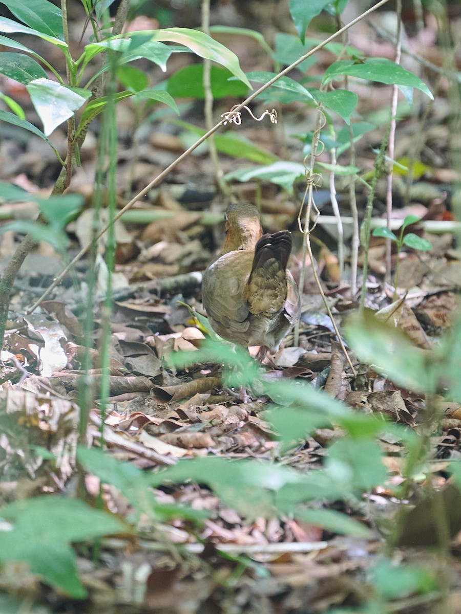 Mayan Antthrush - ML645895764