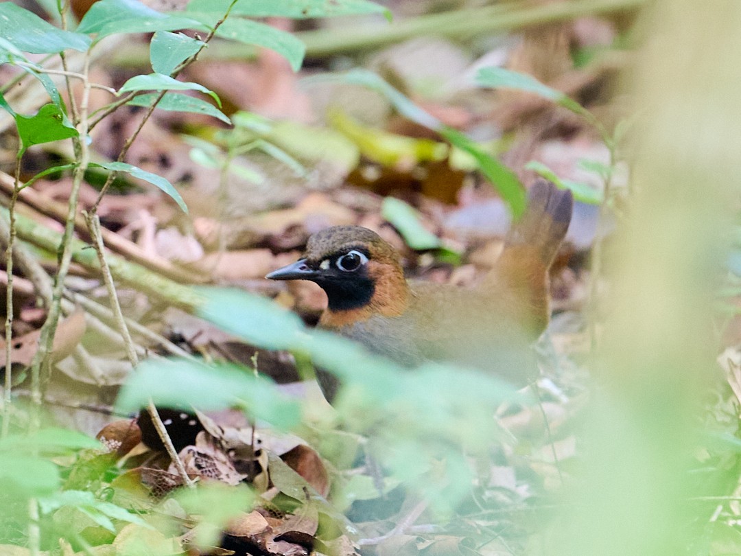 Mayan Antthrush - ML645895765