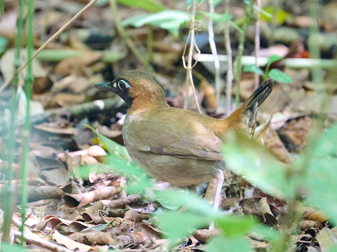 Mayan Antthrush - ML645895766