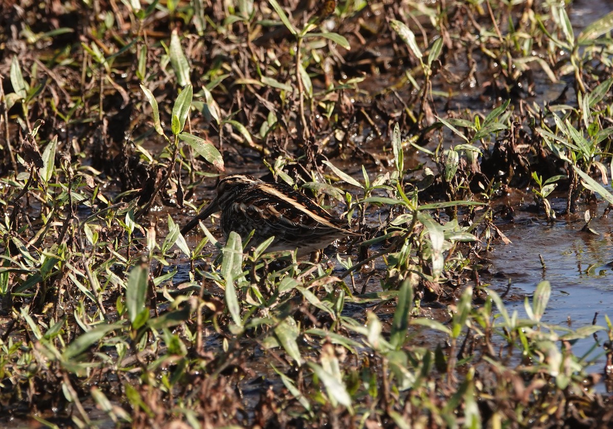 Jack Snipe - ML645895767