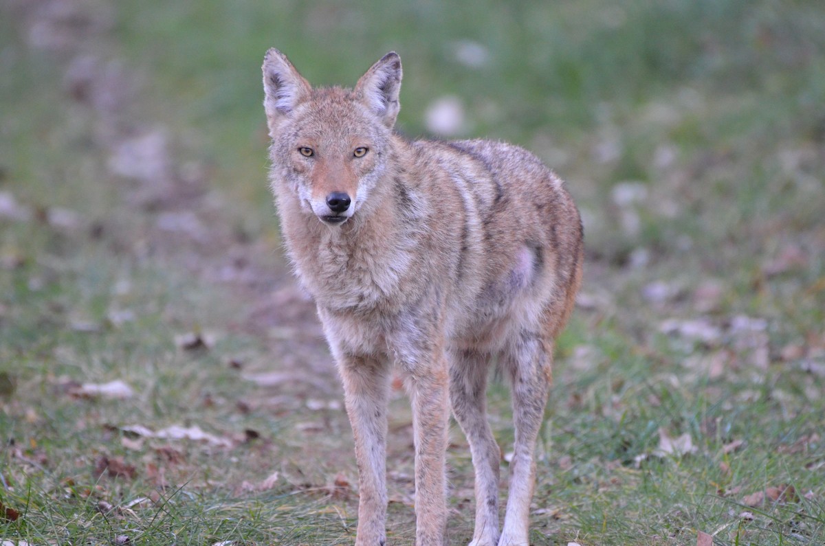 Great Lakes Coyote - ML645895769