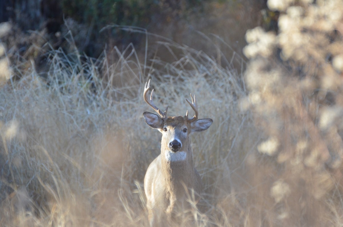 White-tailed Deer - ML645895771