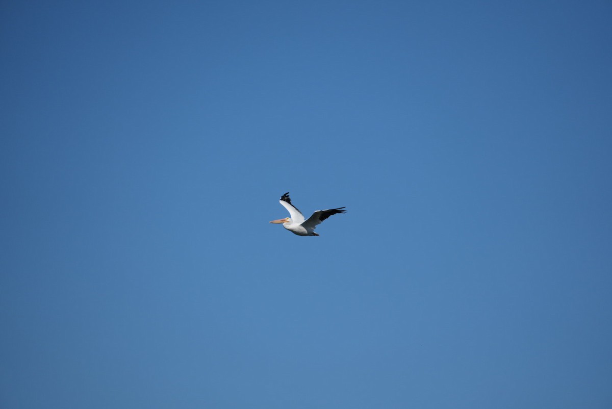 American White Pelican - ML645895775