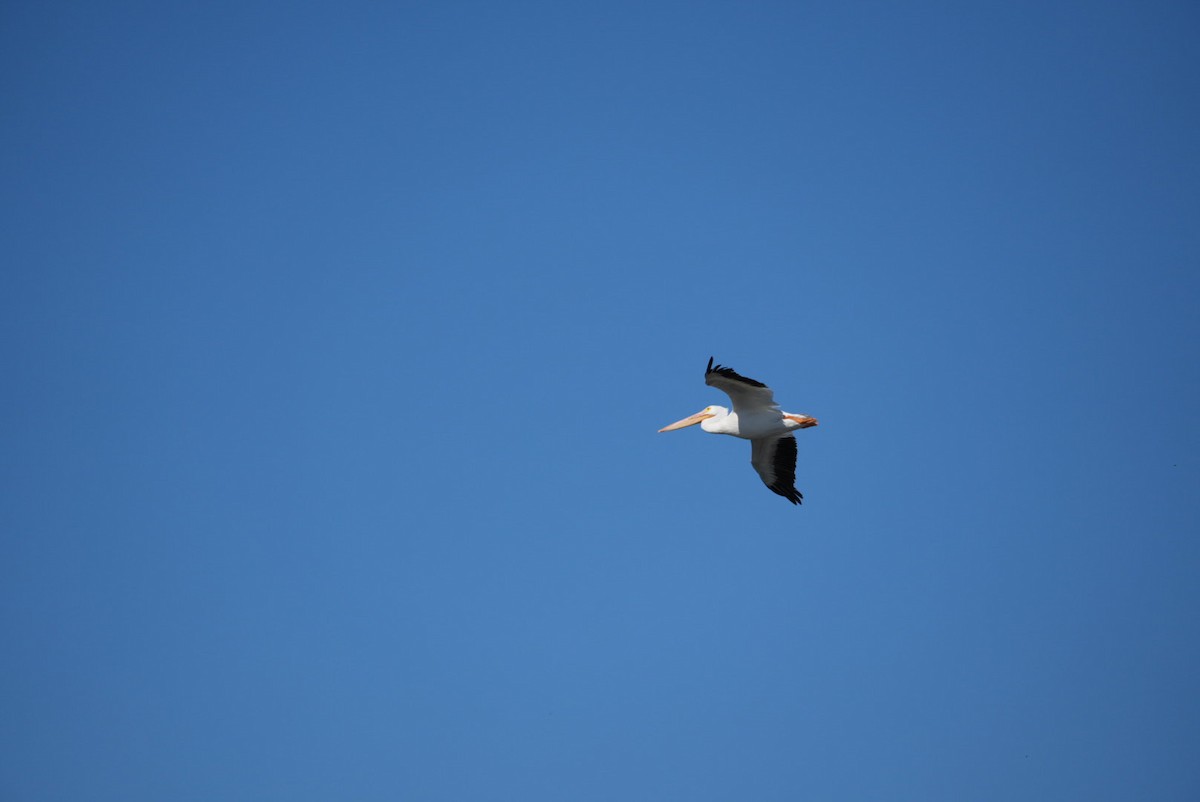 American White Pelican - ML645895776