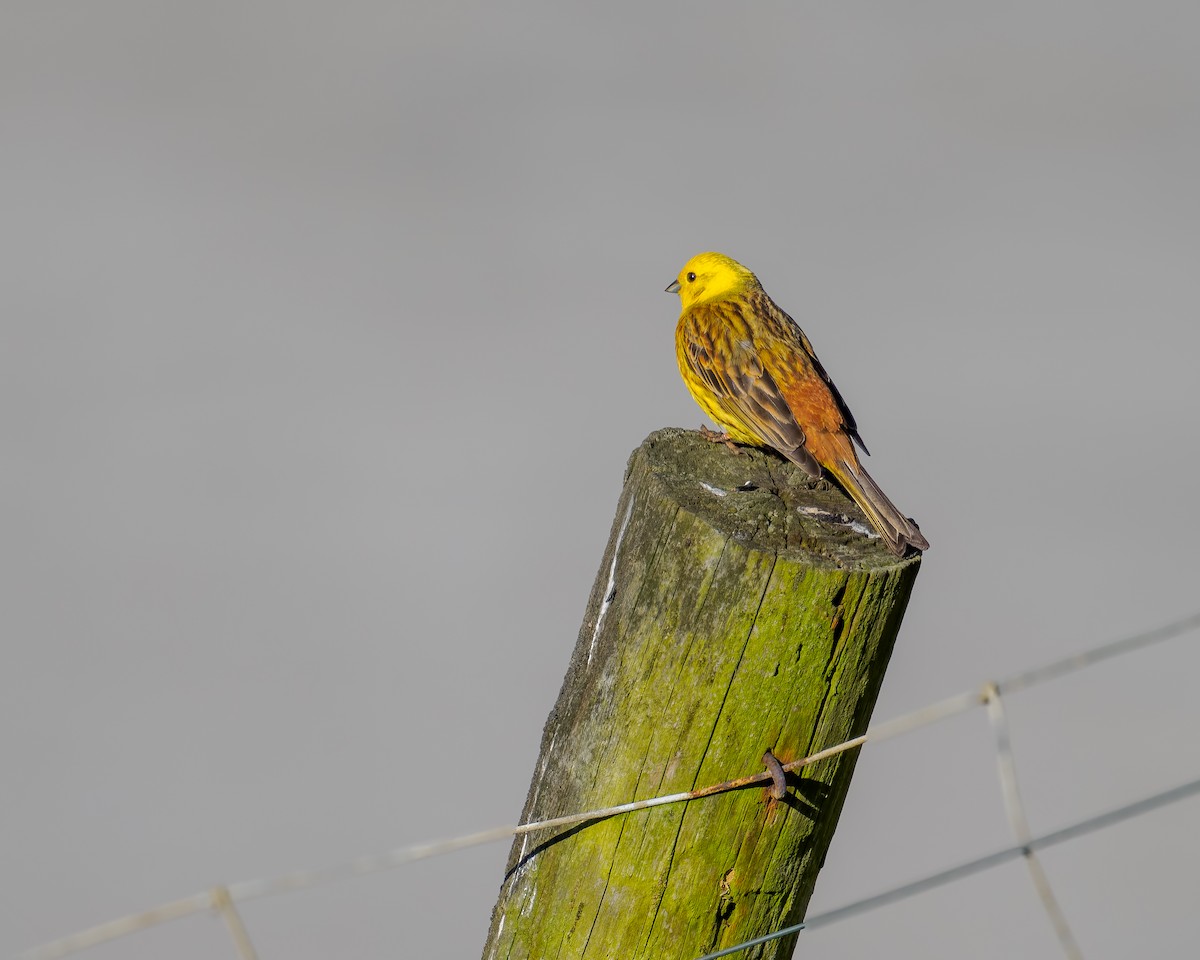 strnad obecný - ML645895778