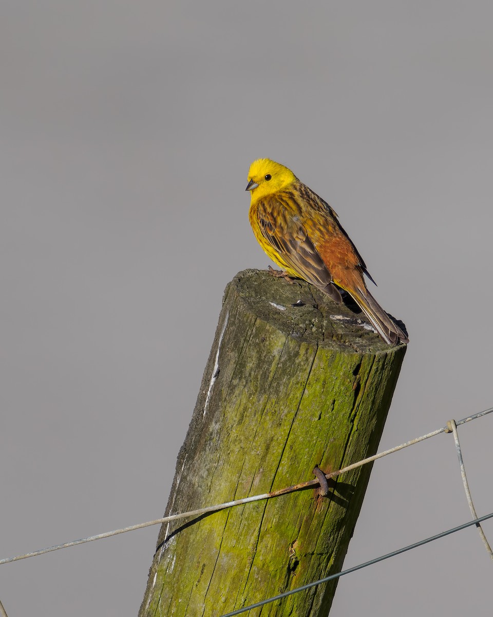 strnad obecný - ML645895779