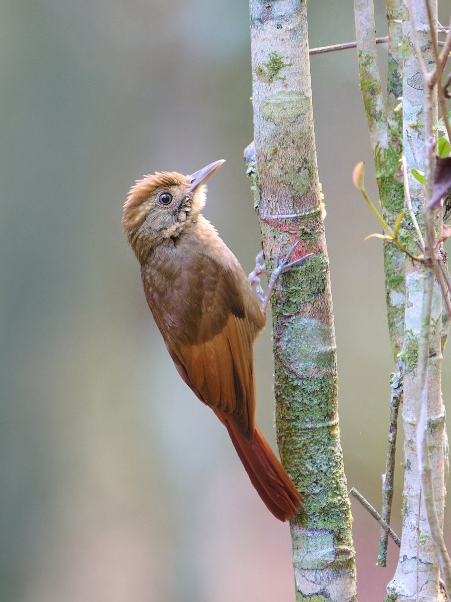 Hellschwingen-Baumsteiger - ML645895786