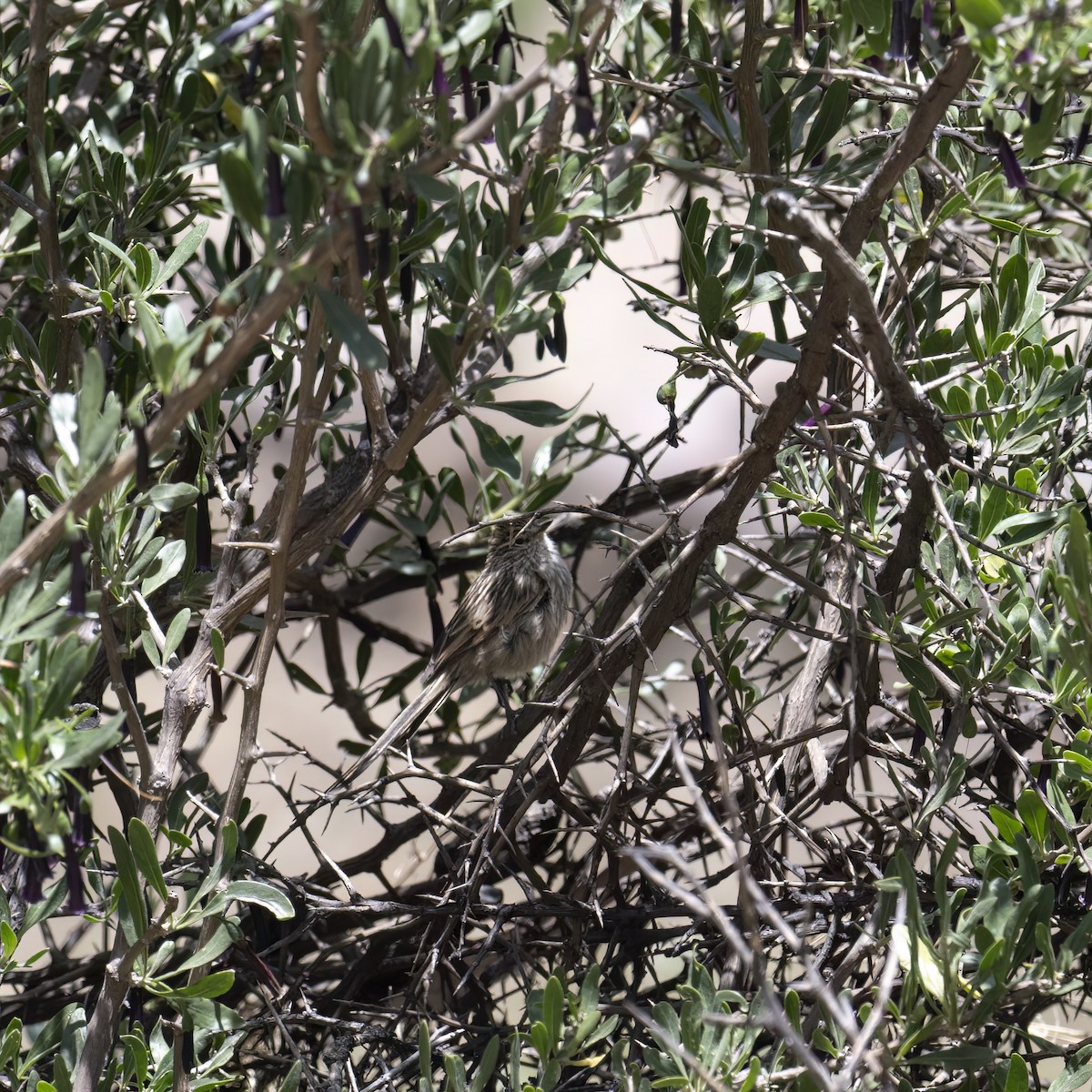 Сікора світлогорла - ML645895791