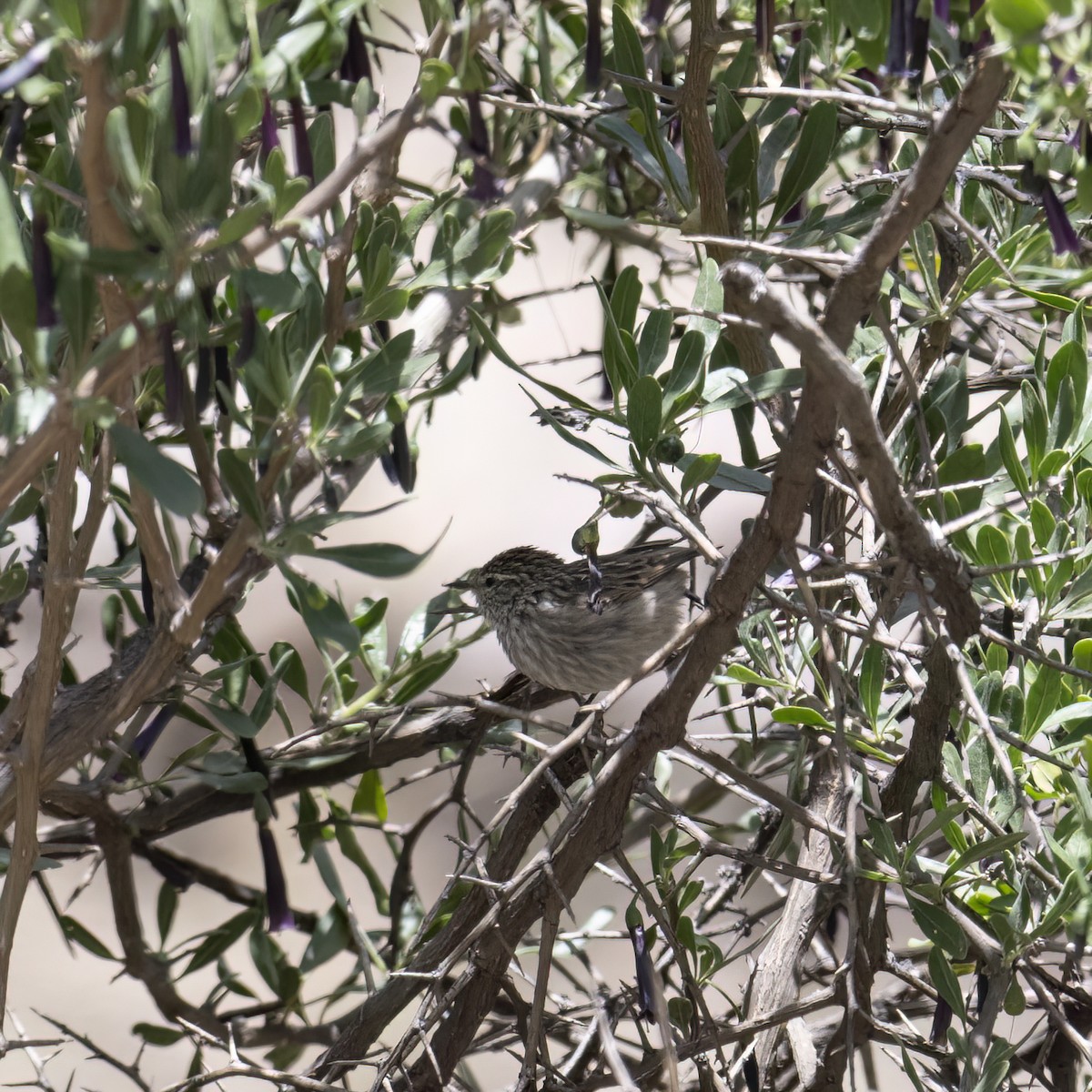 Сікора світлогорла - ML645895797