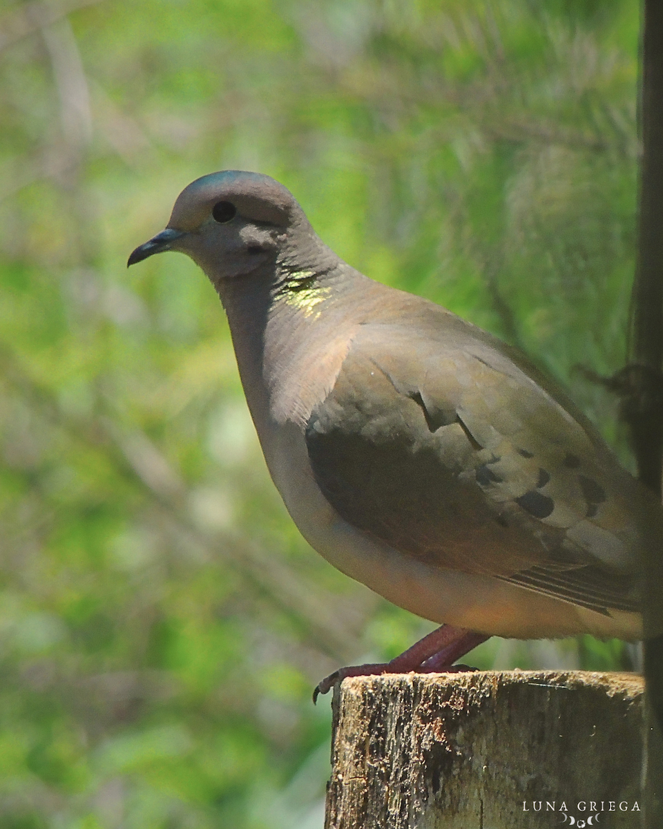 Colombe à face blanche - ML645895798