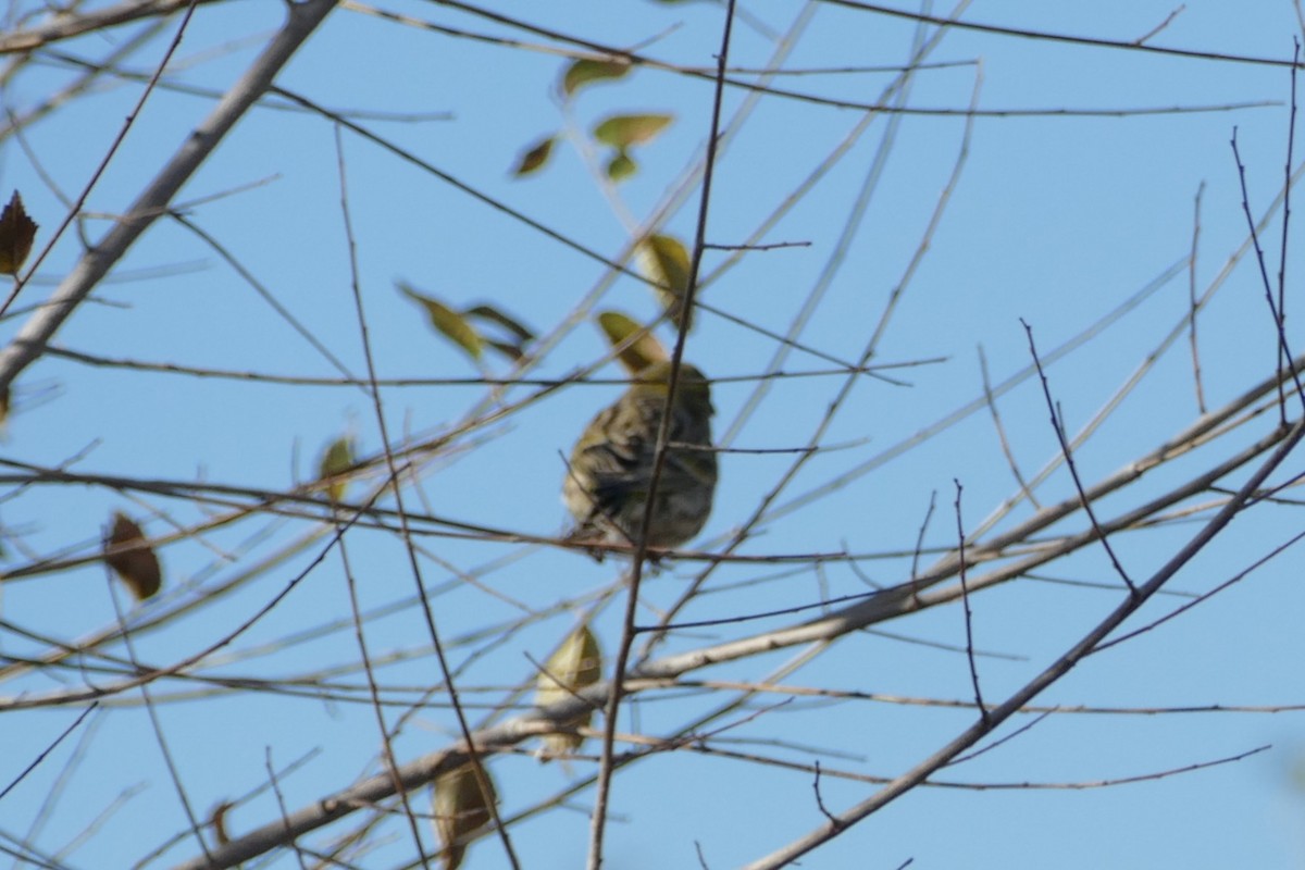 Girlitz - ML645895800