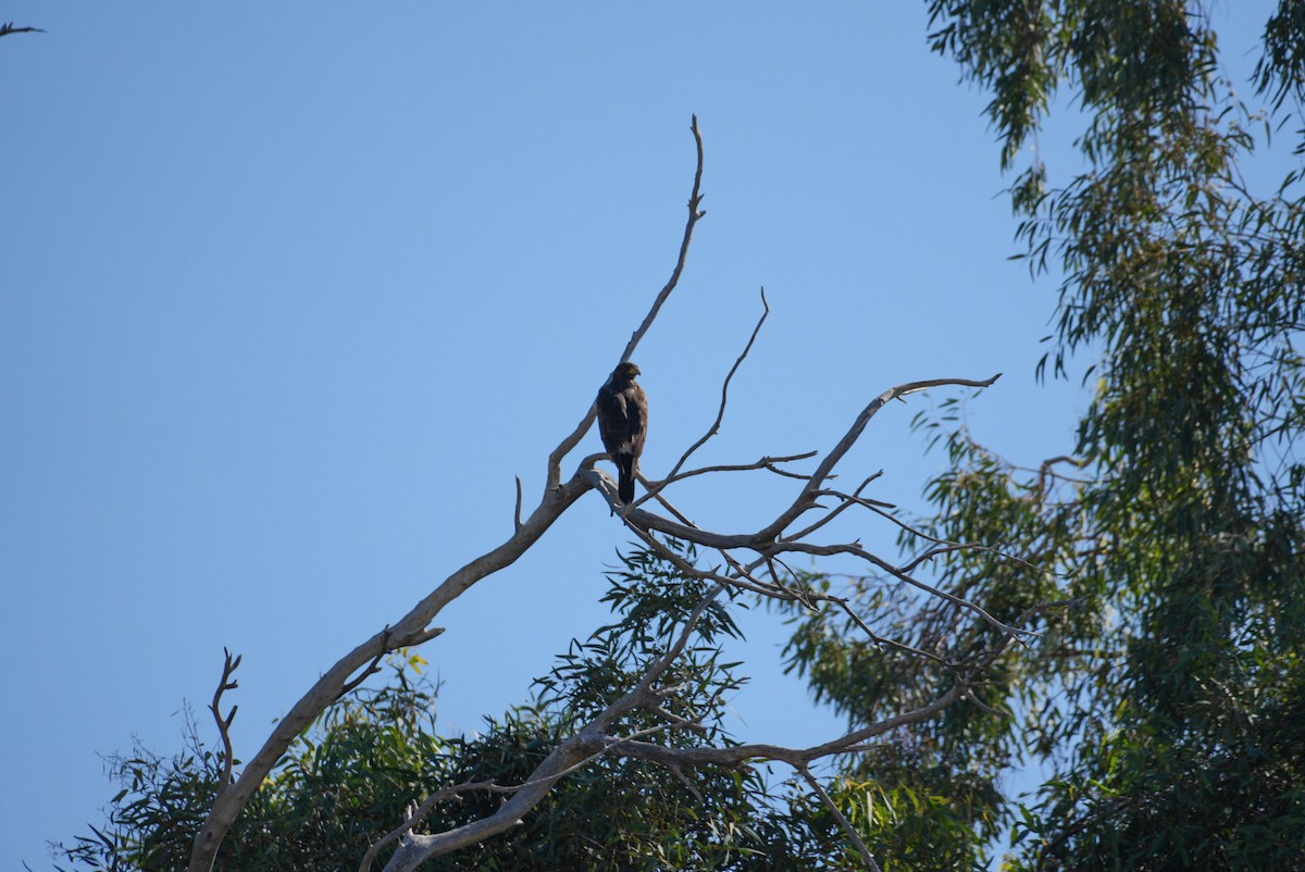 栗翅鷹 - ML645895803