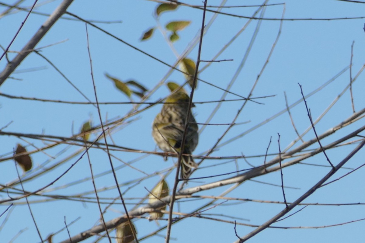 Girlitz - ML645895805