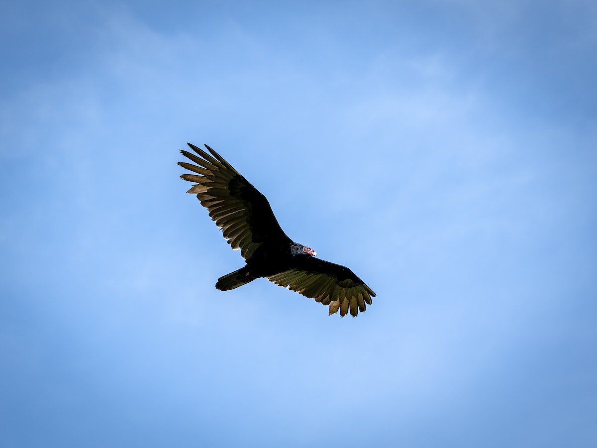 Turkey Vulture - ML645895810