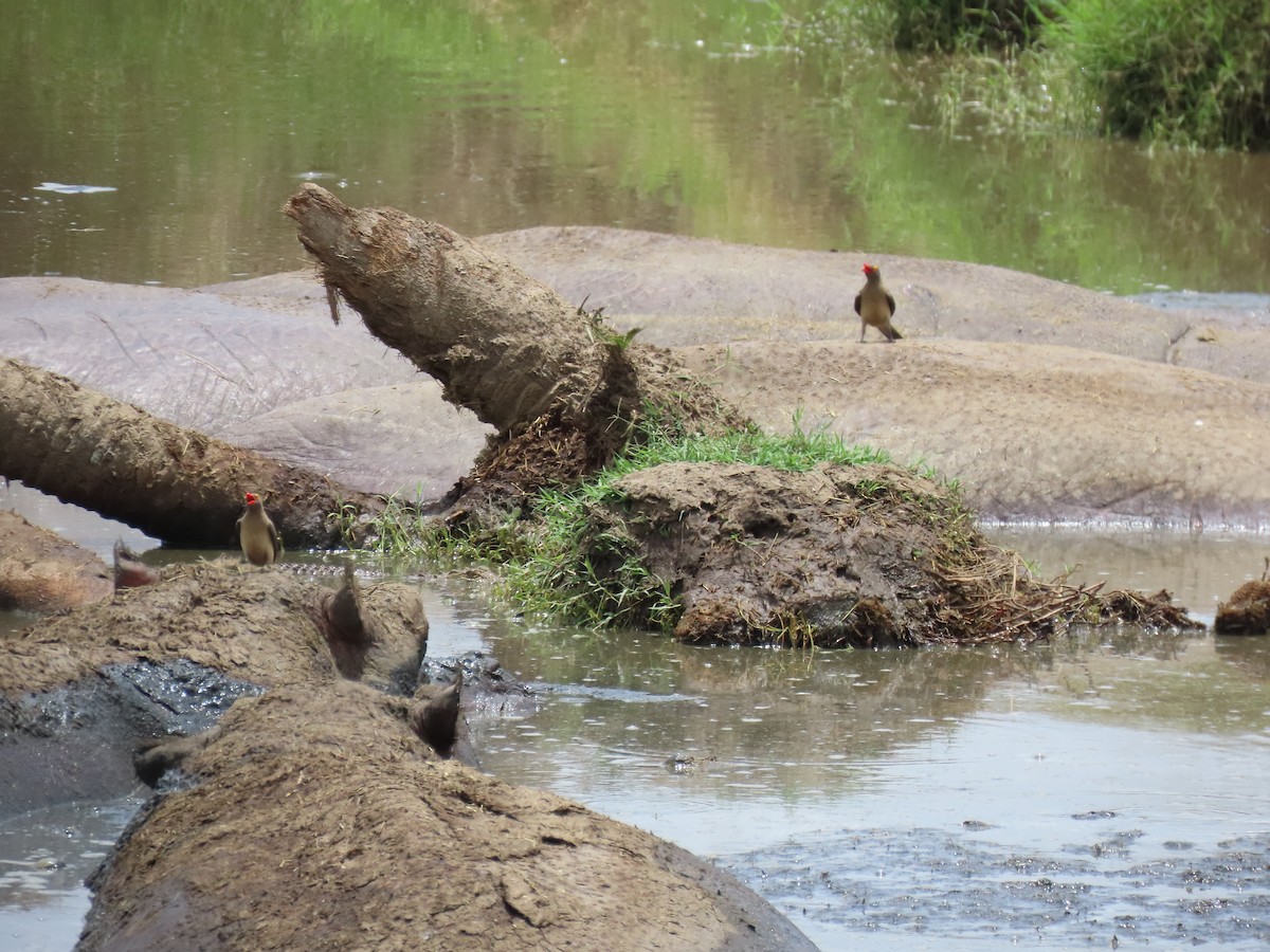 Red-billed Oxpecker - ML645895812