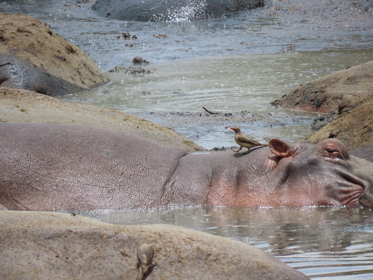 Red-billed Oxpecker - ML645895815