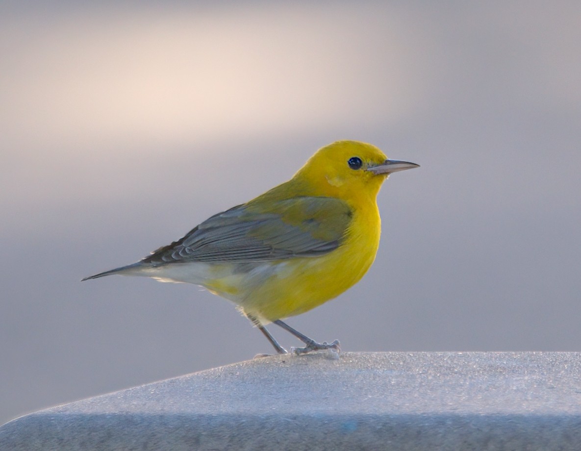 Prothonotary Warbler - ML645895818