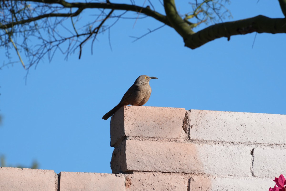 Curve-billed Thrasher - ML645895825