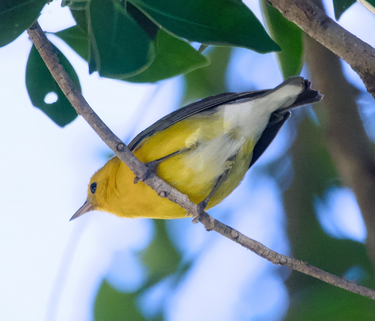 Prothonotary Warbler - ML645895842