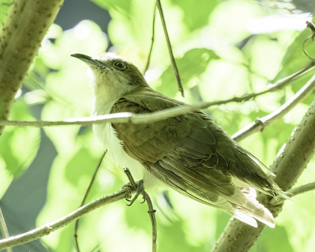 Black-billed Cuckoo - ML645895851