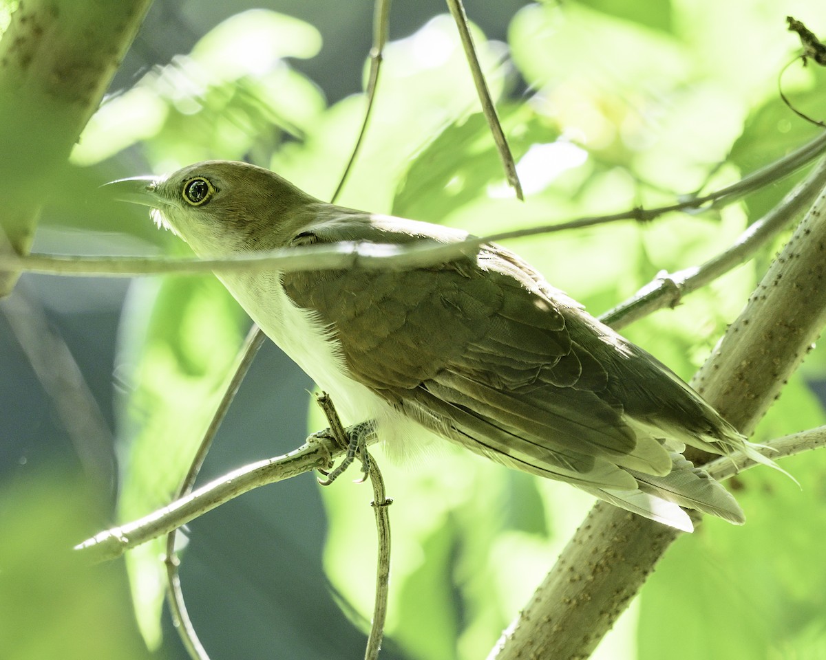 Black-billed Cuckoo - ML645895852