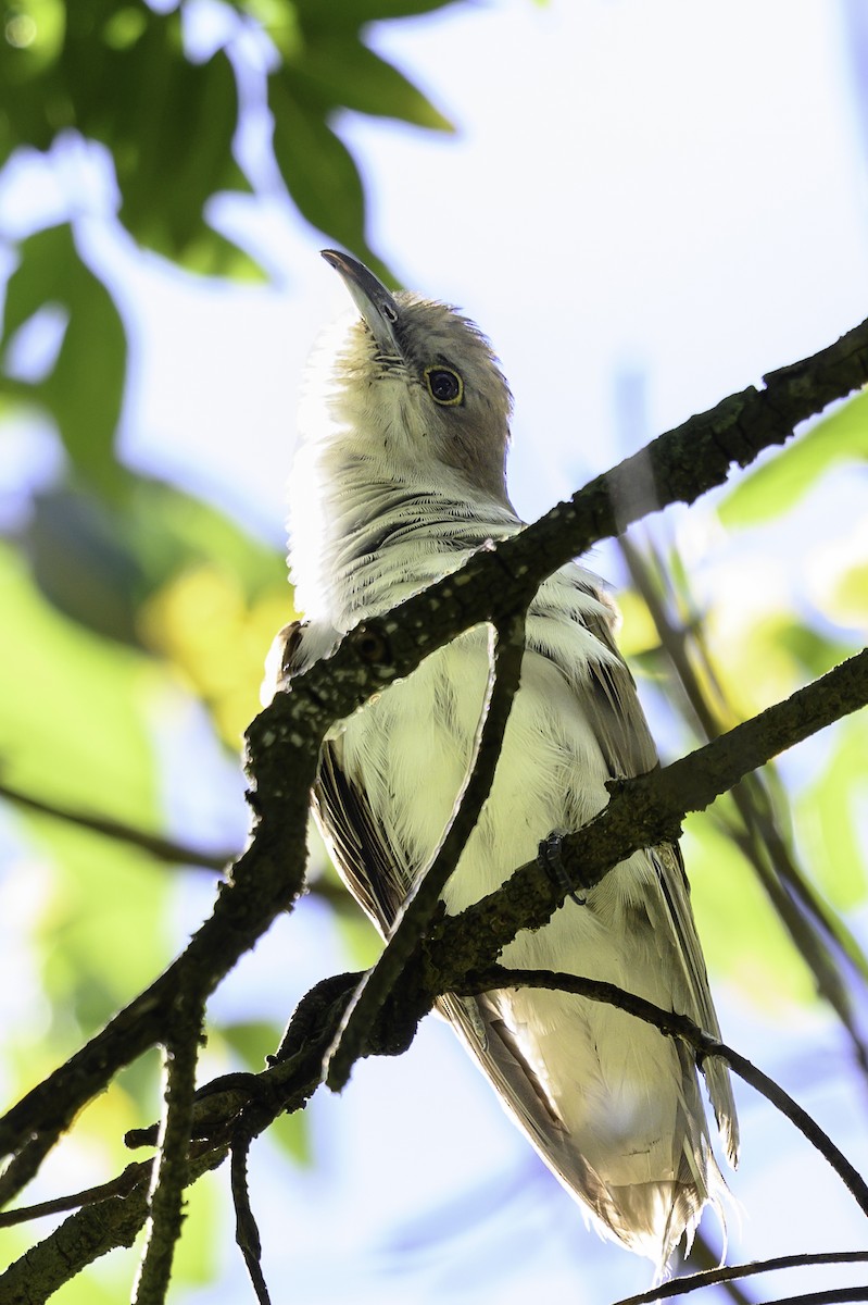 Black-billed Cuckoo - ML645895853