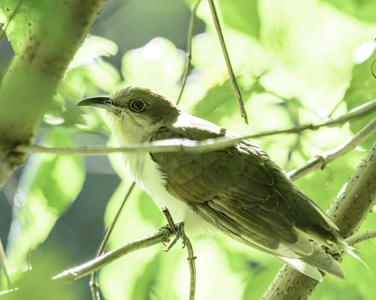 Black-billed Cuckoo - ML645895854