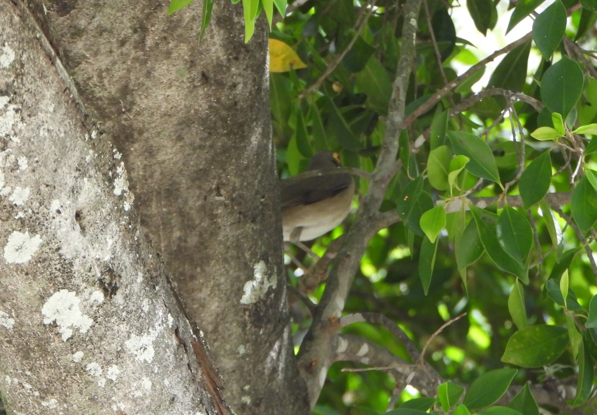 Spectacled Thrush - ML645895856