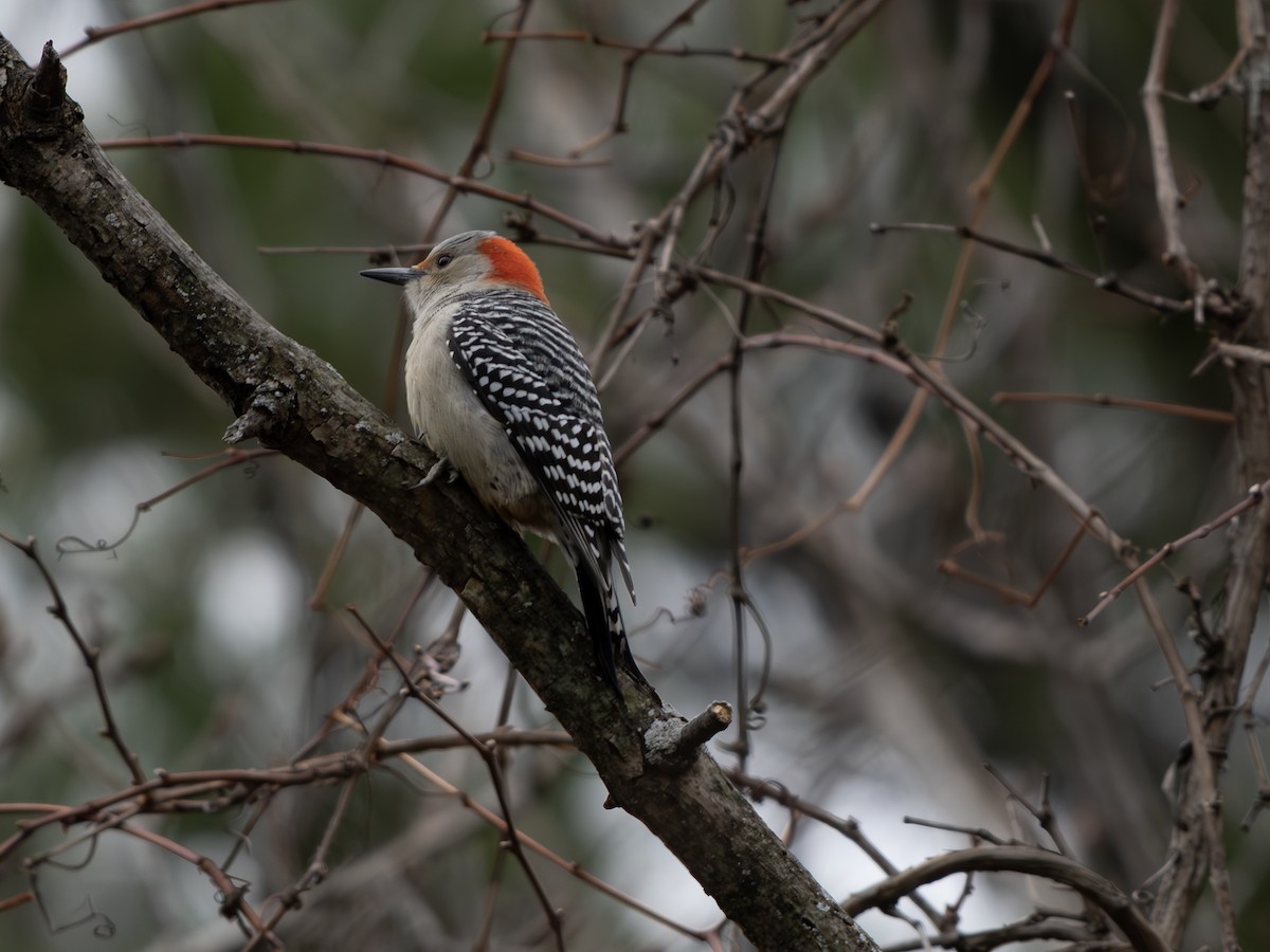 Red-bellied Woodpecker - ML645895857