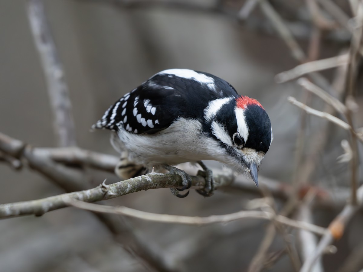 Downy Woodpecker - ML645895861