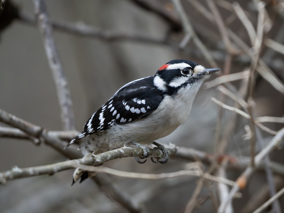 Downy Woodpecker - ML645895862