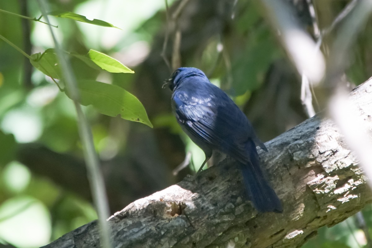 Diademed Tanager - ML645895863