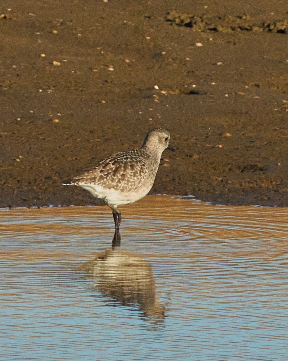 חופזי מנומר - ML645895864