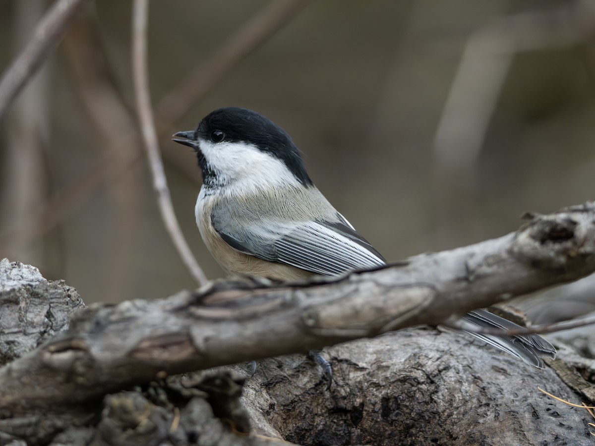 Black-capped Chickadee - ML645895866